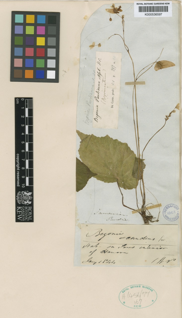 B. purdieana